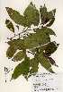  ( - TW023350)  @11 [ ] Copyright (2021) Unspecified Forestry and Forest Products Research Institute
