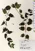  ( - TW023356)  @11 [ ] Copyright (2021) Unspecified Forestry and Forest Products Research Institute
