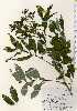  ( - TW023358)  @11 [ ] Copyright (2021) Unspecified Forestry and Forest Products Research Institute