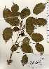  ( - TW023365)  @11 [ ] Copyright (2021) Unspecified Forestry and Forest Products Research Institute