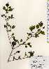  ( - TW023373)  @11 [ ] Copyright (2021) Unspecified Forestry and Forest Products Research Institute