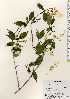  ( - TW023376)  @11 [ ] Copyright (2021) Unspecified Forestry and Forest Products Research Institute