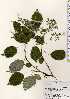  ( - TW023377)  @11 [ ] Copyright (2021) Unspecified Forestry and Forest Products Research Institute