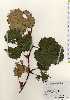  ( - TW023385)  @11 [ ] Copyright (2021) Unspecified Forestry and Forest Products Research Institute