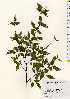  ( - TW023389)  @11 [ ] Copyright (2021) Unspecified Forestry and Forest Products Research Institute