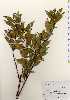  ( - TW023402)  @11 [ ] Copyright (2021) Unspecified Forestry and Forest Products Research Institute