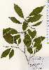  ( - TW023405)  @11 [ ] Copyright (2021) Unspecified Forestry and Forest Products Research Institute