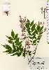  ( - TW023412)  @11 [ ] Copyright (2021) Unspecified Forestry and Forest Products Research Institute