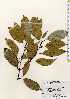  ( - TW023415)  @11 [ ] Copyright (2021) Unspecified Forestry and Forest Products Research Institute