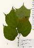 ( - TW023418)  @11 [ ] Copyright (2021) Unspecified Forestry and Forest Products Research Institute