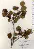  ( - TW023420)  @11 [ ] Copyright (2021) Unspecified Forestry and Forest Products Research Institute