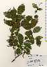  ( - TW023432)  @11 [ ] Copyright (2021) Unspecified Forestry and Forest Products Research Institute