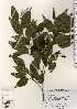  ( - TW023433)  @11 [ ] Copyright (2021) Unspecified Forestry and Forest Products Research Institute