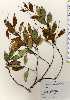  ( - TW023440)  @11 [ ] Copyright (2021) Unspecified Forestry and Forest Products Research Institute