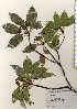  ( - TW023441)  @11 [ ] Copyright (2021) Unspecified Forestry and Forest Products Research Institute