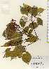  ( - TW023449)  @11 [ ] Copyright (2021) Unspecified Forestry and Forest Products Research Institute
