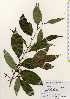  ( - TW023450)  @11 [ ] Copyright (2021) Unspecified Forestry and Forest Products Research Institute