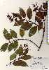  ( - TW023455)  @11 [ ] Copyright (2021) Unspecified Forestry and Forest Products Research Institute
