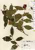 ( - TW023458)  @11 [ ] Copyright (2021) Unspecified Forestry and Forest Products Research Institute