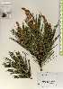  ( - TW023474)  @11 [ ] Copyright (2021) Unspecified Forestry and Forest Products Research Institute