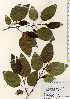  ( - TW023477)  @11 [ ] Copyright (2021) Unspecified Forestry and Forest Products Research Institute