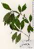  ( - TW023481)  @11 [ ] Copyright (2021) Unspecified Forestry and Forest Products Research Institute