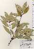  ( - TW023487)  @11 [ ] Copyright (2021) Unspecified Forestry and Forest Products Research Institute