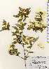  ( - TW023491)  @11 [ ] Copyright (2021) Unspecified Forestry and Forest Products Research Institute