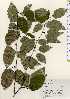  ( - TW023504)  @11 [ ] Copyright (2021) Unspecified Forestry and Forest Products Research Institute