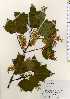  ( - TW023505)  @11 [ ] Copyright (2021) Unspecified Forestry and Forest Products Research Institute