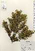  ( - TW023514)  @11 [ ] Copyright (2021) Unspecified Forestry and Forest Products Research Institute