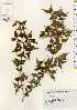  ( - TW023516)  @11 [ ] Copyright (2021) Unspecified Forestry and Forest Products Research Institute