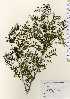  ( - TW023519)  @11 [ ] Copyright (2021) Unspecified Forestry and Forest Products Research Institute
