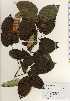  ( - TW023599)  @11 [ ] Copyright (2021) Unspecified Forestry and Forest Products Research Institute