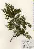  ( - TW023601)  @11 [ ] Copyright (2021) Unspecified Forestry and Forest Products Research Institute