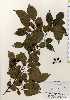  ( - TW023602)  @11 [ ] Copyright (2021) Unspecified Forestry and Forest Products Research Institute