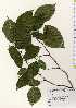  ( - TW023603)  @11 [ ] Copyright (2021) Unspecified Forestry and Forest Products Research Institute