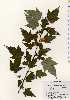  ( - TW023606)  @11 [ ] Copyright (2021) Unspecified Forestry and Forest Products Research Institute