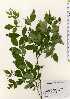  (Lespedeza buergeri - TW023611)  @11 [ ] Copyright (2021) Unspecified Forestry and Forest Products Research Institute