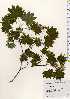  ( - TW023615)  @11 [ ] Copyright (2021) Unspecified Forestry and Forest Products Research Institute