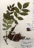  ( - TW023625)  @11 [ ] Copyright (2021) Unspecified Forestry and Forest Products Research Institute