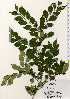  (Rhamnus japonica var. decipiens - TW023629)  @11 [ ] Copyright (2021) Unspecified Forestry and Forest Products Research Institute