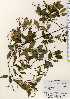  ( - TW023630)  @11 [ ] Copyright (2021) Unspecified Forestry and Forest Products Research Institute