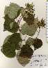  ( - TW023632)  @11 [ ] Copyright (2021) Unspecified Forestry and Forest Products Research Institute