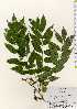  ( - TW023633)  @11 [ ] Copyright (2021) Unspecified Forestry and Forest Products Research Institute