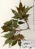  (Fraxinus longicuspis var. latifolia - TW023647)  @11 [ ] Copyright (2021) Unspecified Forestry and Forest Products Research Institute