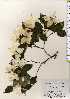  ( - TW023649)  @11 [ ] Copyright (2021) Unspecified Forestry and Forest Products Research Institute