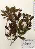  ( - TW023652)  @11 [ ] Copyright (2021) Unspecified Forestry and Forest Products Research Institute