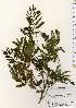  ( - TW023659)  @11 [ ] Copyright (2021) Unspecified Forestry and Forest Products Research Institute