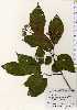  ( - TW023665)  @11 [ ] Copyright (2021) Unspecified Forestry and Forest Products Research Institute